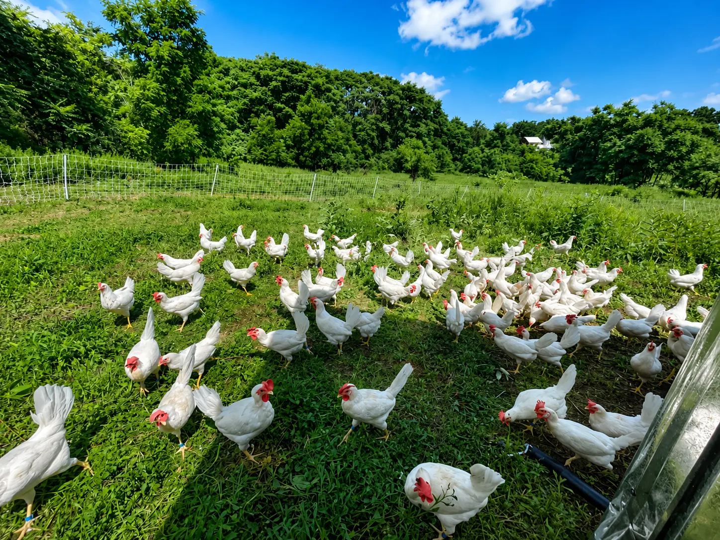 Levi, Chaya, and pasture-raised chickens at The Big Green Farm