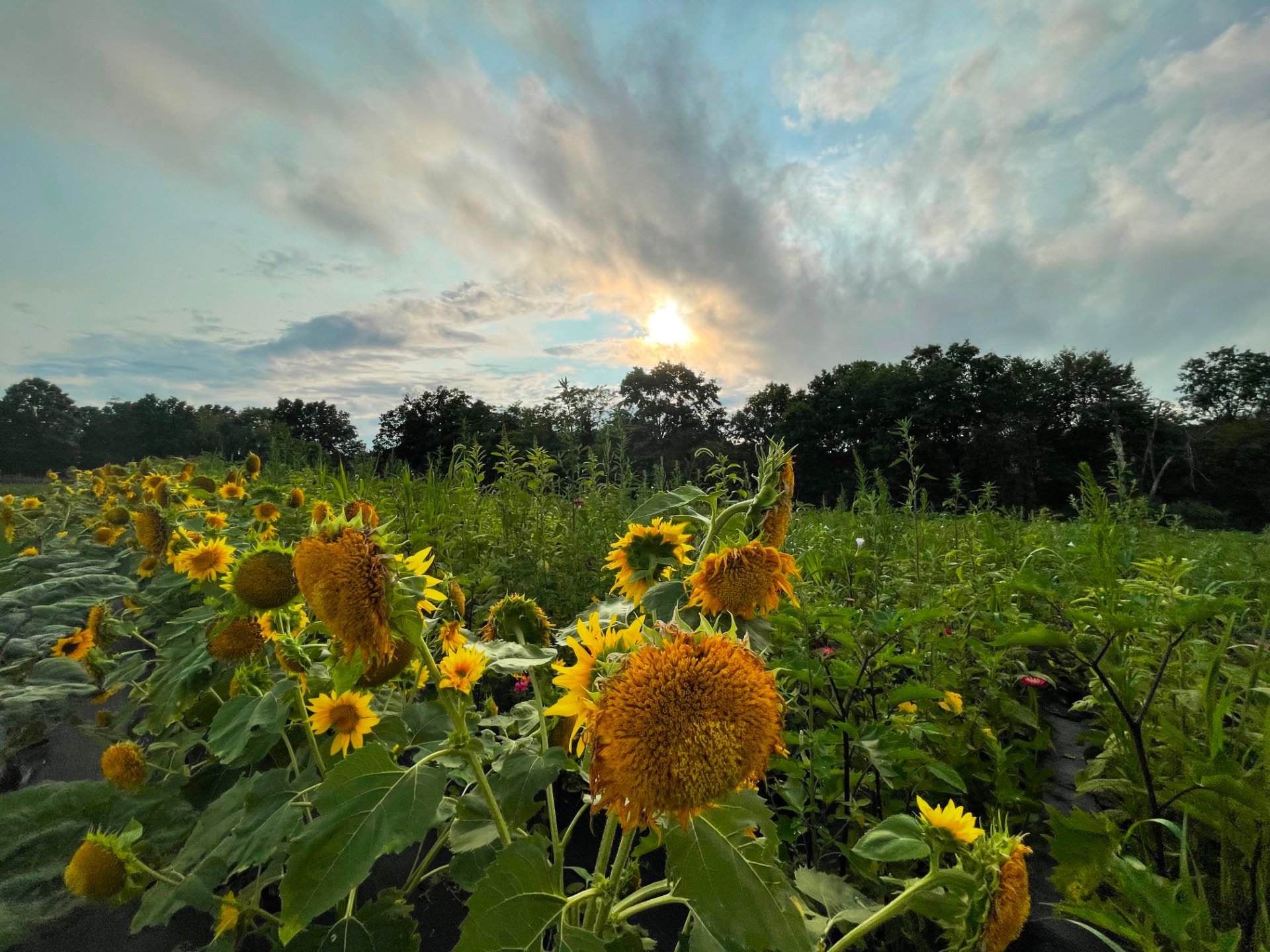Sunflower field glowing beneath a partly cloudy sky at The Big Green Farm