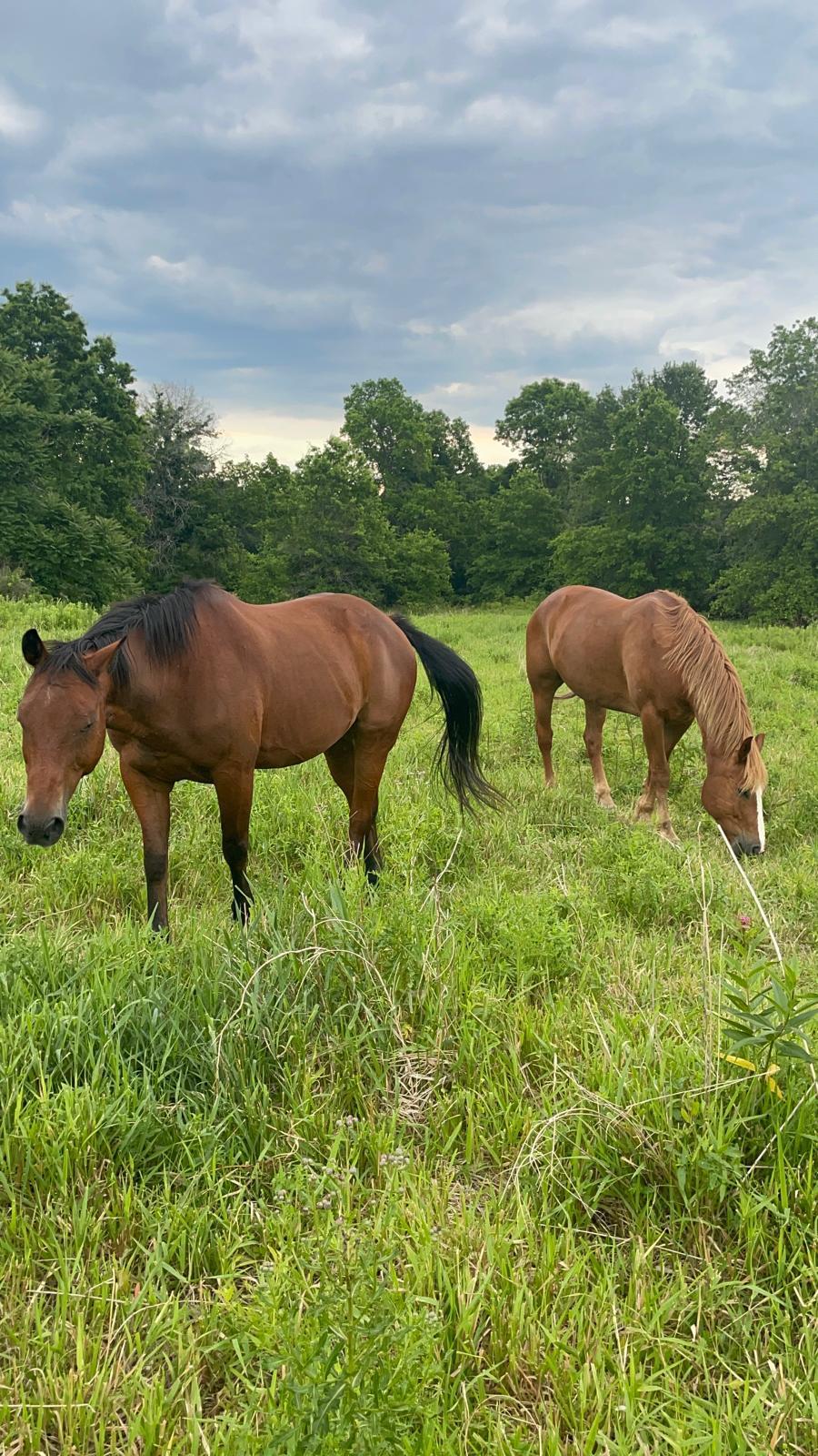 Two horses grazing in the tall green pasture at dusk